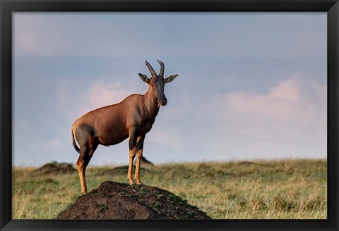 Framed Topi antelope on termite mound, Maasai Mara, Kenya Print