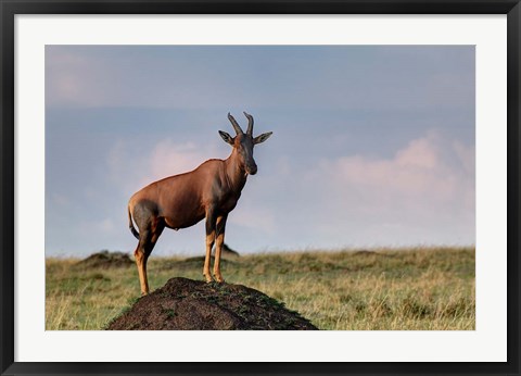 Framed Topi antelope on termite mound, Maasai Mara, Kenya Print