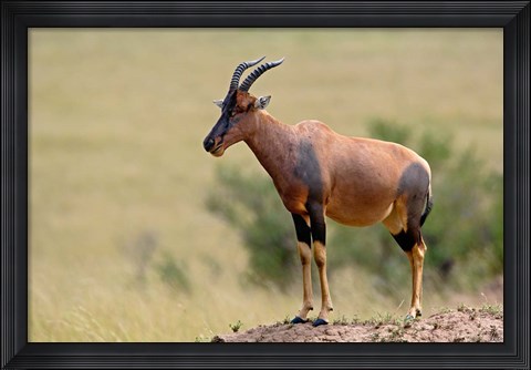 Framed Topi antelope, termite mound, Masai Mara GR, Kenya Print