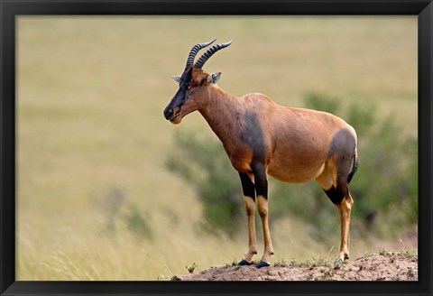 Framed Topi antelope, termite mound, Masai Mara GR, Kenya Print