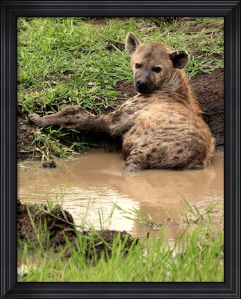 Framed Spotted Hyaena, wildlife, Hluhulwe GR, South Africa Print