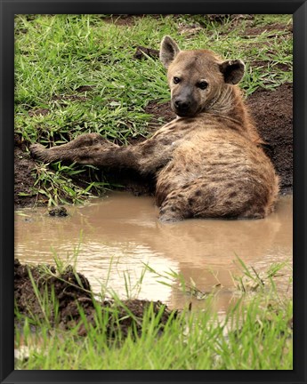 Framed Spotted Hyaena, wildlife, Hluhulwe GR, South Africa Print