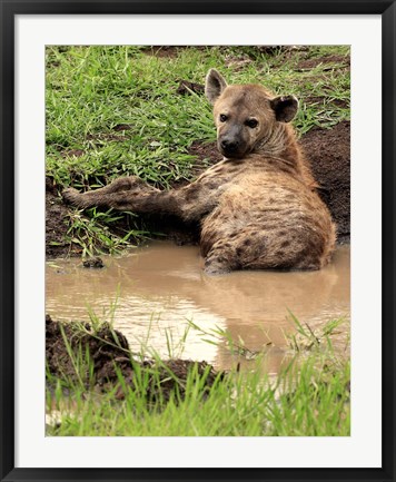 Framed Spotted Hyaena, wildlife, Hluhulwe GR, South Africa Print