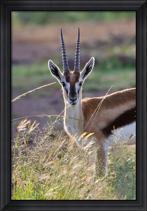 Framed Thomson&#39;s Gazelle on the savannah, Maasai Mara National Reserve, Kenya Print