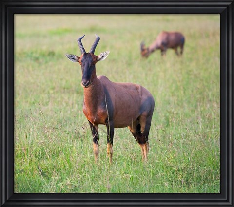 Framed Topi (Damaliscus lunatus), Maasai Mara National Reserve, Kenya Print