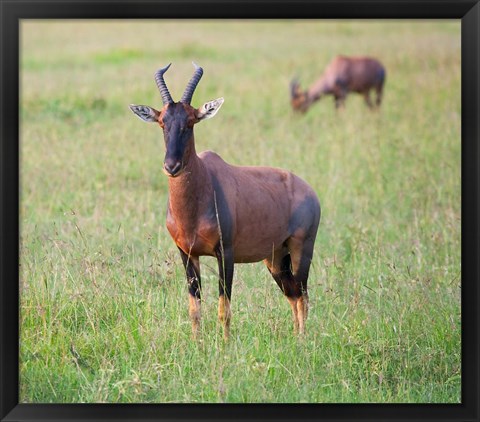 Framed Topi (Damaliscus lunatus), Maasai Mara National Reserve, Kenya Print