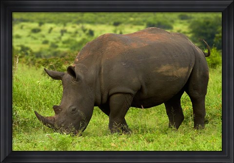 Framed Southern white rhinoceros, Kruger National Park, South Africa Print