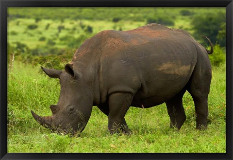 Framed Southern white rhinoceros, Kruger National Park, South Africa Print