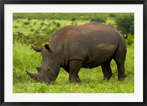 Framed Southern white rhinoceros, Kruger National Park, South Africa Print