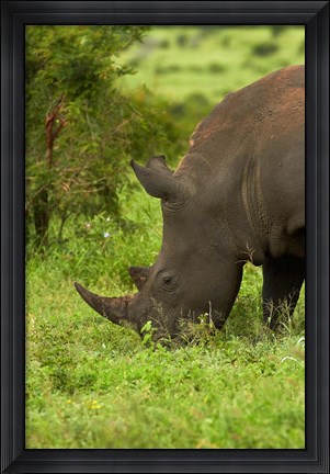 Framed Southern white rhinoceros, South Africa Print