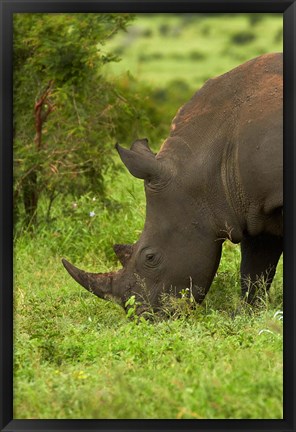 Framed Southern white rhinoceros, South Africa Print