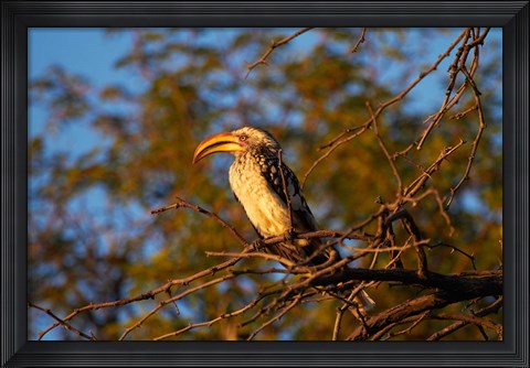 Framed Southern Yellow-billed Hornbill, Hwange NP, Zimbabwe, Africa Print