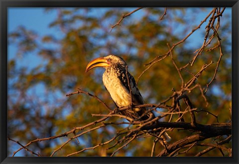 Framed Southern Yellow-billed Hornbill, Hwange NP, Zimbabwe, Africa Print