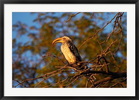 Framed Southern Yellow-billed Hornbill, Hwange NP, Zimbabwe, Africa Print