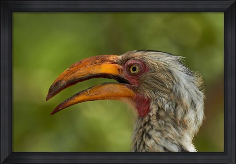 Framed Southern Yellow-billed Hornbill, Kruger National Park, South Africa Print