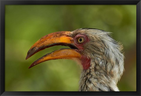 Framed Southern Yellow-billed Hornbill, Kruger National Park, South Africa Print