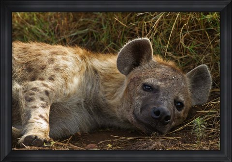 Framed Spotted Jackal resting, Maasai Mara National Reserve, Kenya. Print