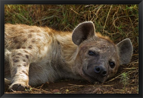 Framed Spotted Jackal resting, Maasai Mara National Reserve, Kenya. Print