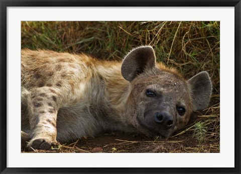 Framed Spotted Jackal resting, Maasai Mara National Reserve, Kenya. Print