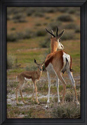Framed Springbok fawn and mother, Etosha NP, Namibia, Africa. Print