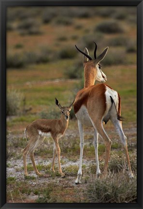 Framed Springbok fawn and mother, Etosha NP, Namibia, Africa. Print