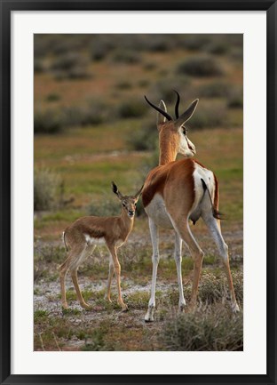 Framed Springbok fawn and mother, Etosha NP, Namibia, Africa. Print