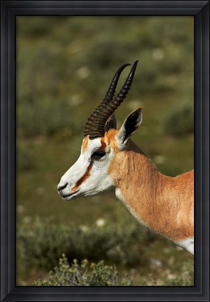 Framed Springbok, Antidorcas marsupialis, Etosha NP, Namibia, Africa. Print