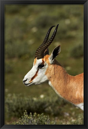 Framed Springbok, Antidorcas marsupialis, Etosha NP, Namibia, Africa. Print