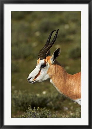 Framed Springbok, Antidorcas marsupialis, Etosha NP, Namibia, Africa. Print