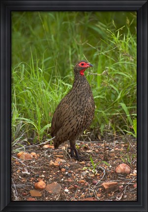 Framed Swainsons Spurfowl, Swainsons Francolin, Kruger NP, South Africa Print