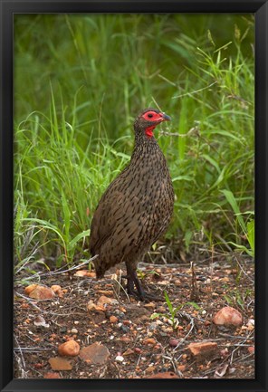 Framed Swainsons Spurfowl, Swainsons Francolin, Kruger NP, South Africa Print