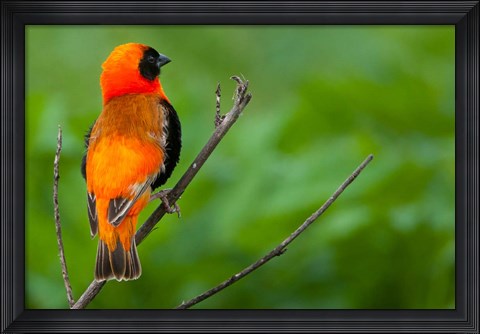 Framed Southern red bishop, Serengeti National Park, Tanzania Print