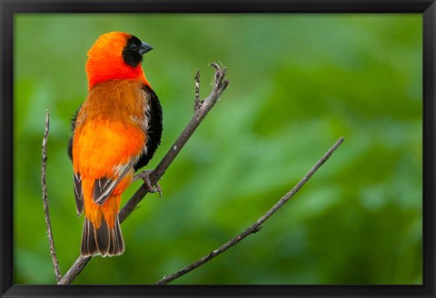 Framed Southern red bishop, Serengeti National Park, Tanzania Print