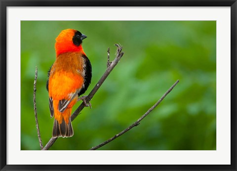 Framed Southern red bishop, Serengeti National Park, Tanzania Print