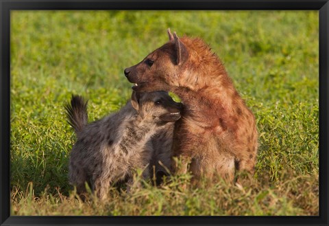 Framed Spotted hyena, Ngorongoro Conservation Area, Tanzania. Print