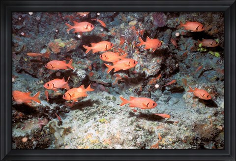 Framed Squirrel Fish, Astove Island, Seychelles, Africa Print