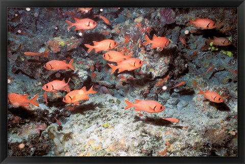 Framed Squirrel Fish, Astove Island, Seychelles, Africa Print