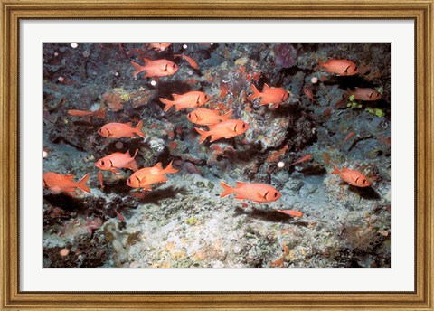 Framed Squirrel Fish, Astove Island, Seychelles, Africa Print