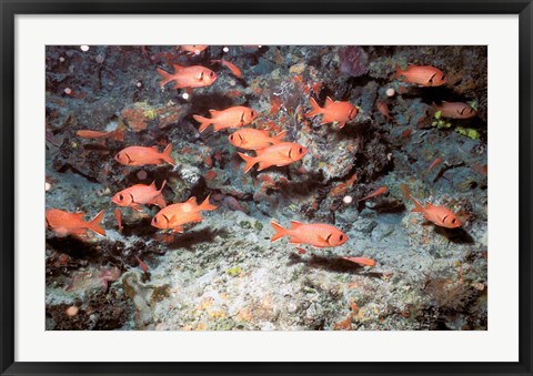 Framed Squirrel Fish, Astove Island, Seychelles, Africa Print