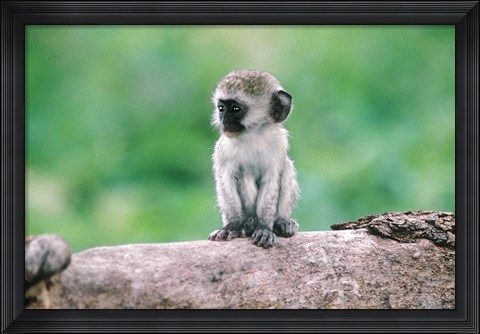 Framed Tanzania, Ngorogoro Crate, Wild vervet monkey baby Print