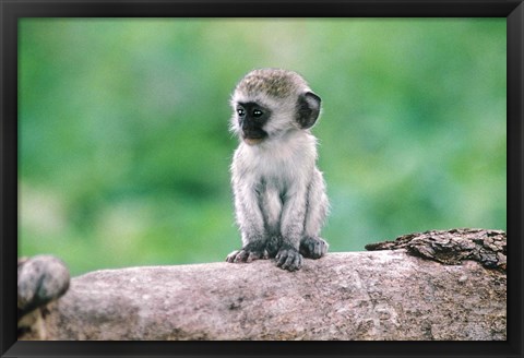 Framed Tanzania, Ngorogoro Crate, Wild vervet monkey baby Print