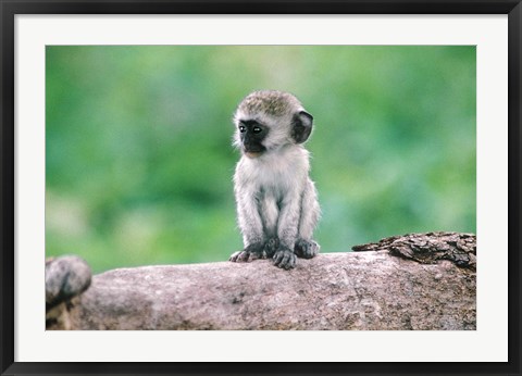 Framed Tanzania, Ngorogoro Crate, Wild vervet monkey baby Print