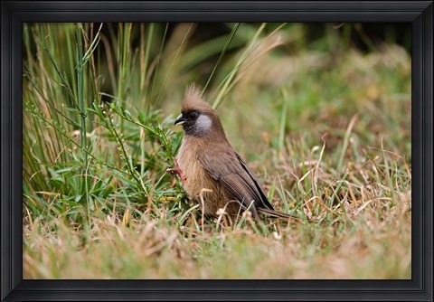 Framed Speckled Mousebird, Aberdare Country Club, Nyeri, Kenya Print