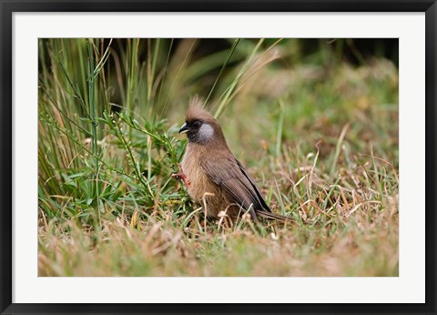 Framed Speckled Mousebird, Aberdare Country Club, Nyeri, Kenya Print