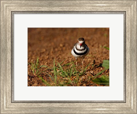 Framed Threebanded Plover, Mkuze Game Reserve, South Africa Print