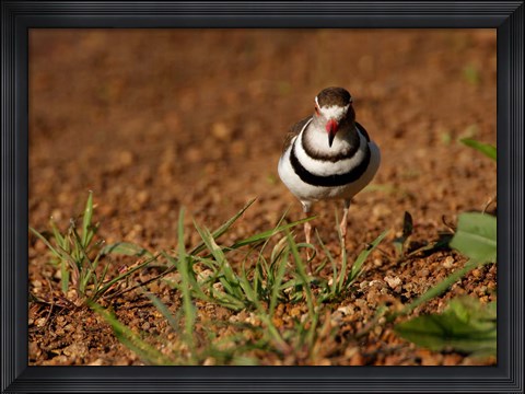 Framed Threebanded Plover, Mkuze Game Reserve, South Africa Print