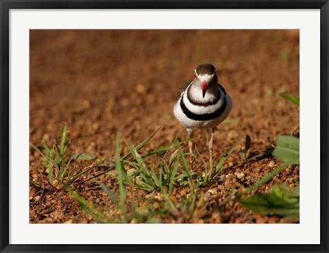 Framed Threebanded Plover, Mkuze Game Reserve, South Africa Print