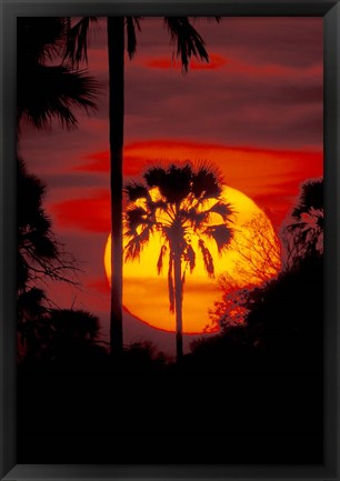 Framed Sunset and Palm, Ngamiland, Okavango Delta, Botswana Print