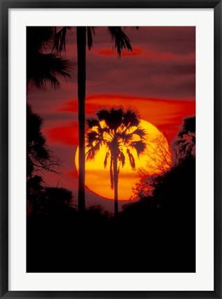 Framed Sunset and Palm, Ngamiland, Okavango Delta, Botswana Print