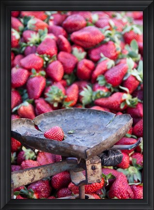 Framed Strawberries for sale in Fes medina, Morocco Print